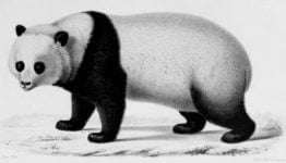 Milne-Edwards-panda-1870-china-panda-history-mythology