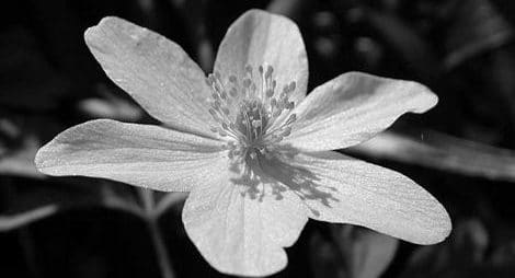 The grieving Aphrodite mourned her young love and he returned from the kingdom of Hades (death) as an anemone flower.