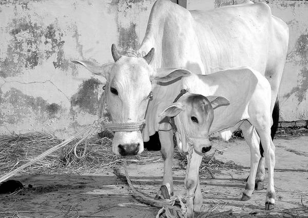 earthstoriez| India: Cow and bull in History and Mythology